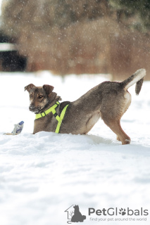 Photos supplémentaires: Sam, chien intelligent et gentil, cherche un foyer ! Entre de bonnes mains