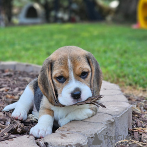 Photos supplémentaires: Les chiots Beagle recherchent