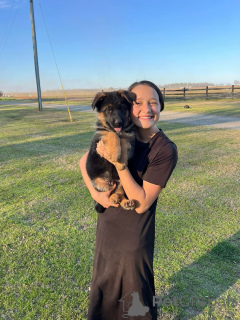 Photo №3. Sain mignon adorable chiots de berger allemand maintenant pour la vente. Allemagne