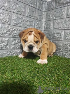 Photo №2 de l'annonce № 114655 de la vente bulldog anglais - acheter à Serbie éleveur