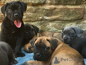 Photo №1. cane corso - à vendre en ville de Milan | négocié | Annonce №163769