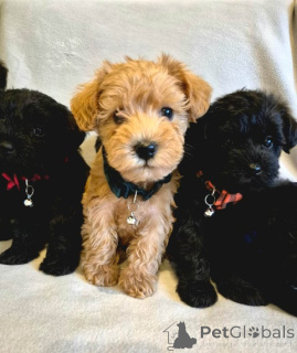 Photo №2 de l'annonce № 172350 de la vente caniche (jouet) - acheter à L'Autriche éleveur