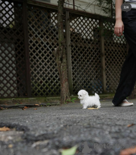 Photo №4. Je vais vendre bichon maltais en ville de Berlin. éleveur - prix - 650€