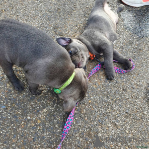 Photo №4. Je vais vendre staffordshire bull terrier en ville de Arrondissement de Berchtesgaden-Campagne. annonce privée - prix - 380€