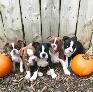 Photo №1. terrier de boston - à vendre en ville de Region Hannover | 200€ | Annonce №129985