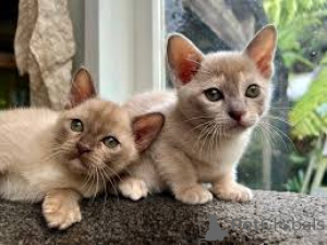 Photo №2 de l'annonce № 164818 de la vente burmese - acheter à La finlande annonce privée, éleveur