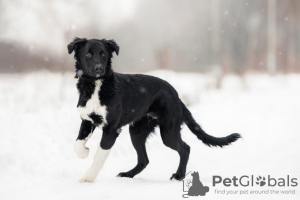 Photo №1. chien bâtard - à vendre en ville de Москва | Gratuit | Annonce №33352