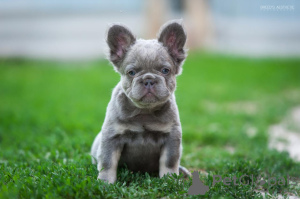 Photo №1.  - à vendre en ville de Батуми | 1169€ | Annonce №143403