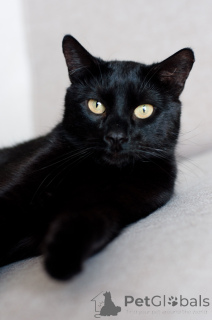 Photo №3. Teid Tail luxueux. Biélorussie