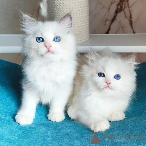 Photo №1. ragdoll - à vendre en ville de Bruxelles | 250€ | Annonce № 120727