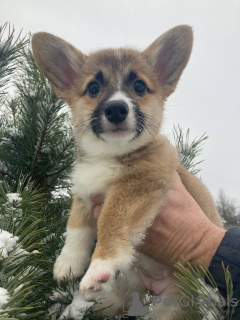 Photos supplémentaires: Welsh Corgi 3 mois (parents titrés)