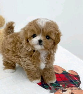 Photo №3. Tasse de thé maltipoo welpen zur adoption. Allemagne