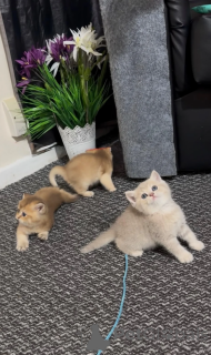 Photo №1. british shorthair - à vendre en ville de Bernburg | 350€ | Annonce № 172287