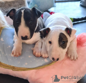 Photo №1. bull terrier - à vendre en ville de Zweibrücken | négocié | Annonce №109162