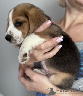 Photo №1. beagle - à vendre en ville de Calabasas | 265€ | Annonce №102244