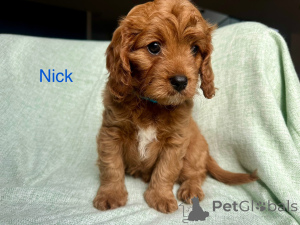 Photo №2 de l'annonce № 144460 de la vente cavalier king charles spaniel - acheter à L'Autriche éleveur