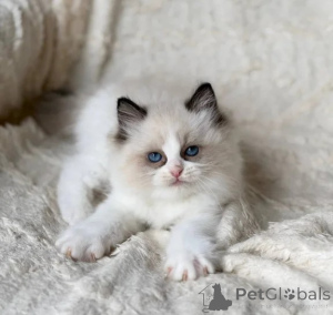 Photo №1. ragdoll - à vendre en ville de Nettetal | 350€ | Annonce № 177650