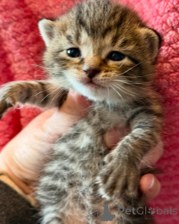 Photo №1. bengal - à vendre en ville de Munich | 630€ | Annonce № 150621