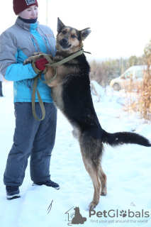 Photo №4. Je vais vendre chien bâtard en ville de Краснокамск. de l'abri - prix - Gratuit