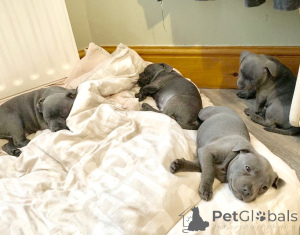 Photo №2 de l'annonce № 168441 de la vente staffordshire bull terrier - acheter à Suède annonce privée, éleveur