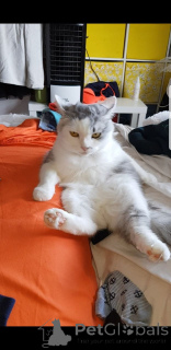 Photo №3. Chatons Ragamuffin ludiques pour les nouvelles maisons. Belgique