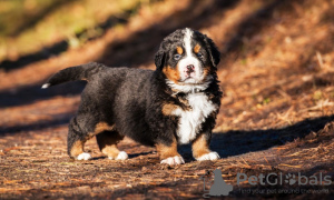 Photo №3. chiots bouvier bernois. La Roumanie