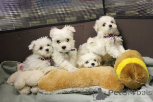 Photo №1. west highland white terrier - à vendre en ville de Vaslui | négocié | Annonce №165242
