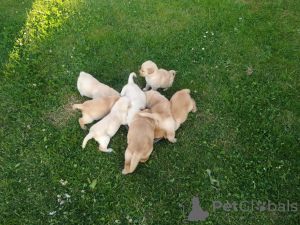 Photo №3. Chiots Labrador avec pedigree. Pologne