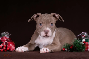 Photo №2 de l'annonce № 4588 de la vente american bully - acheter à Biélorussie de la fourrière