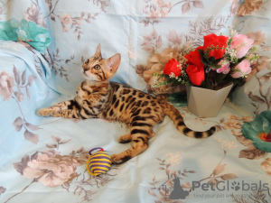 Photo №3. Bengal Kitty à vendre. Fédération de Russie