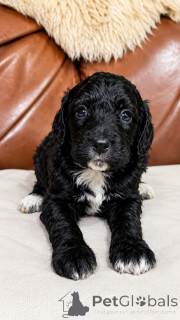 Photo №1. chien bâtard - à vendre en ville de Enköping | négocié | Annonce №169703