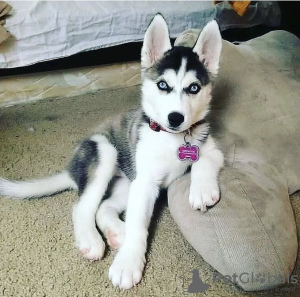 Photo №1. husky de sibérie - à vendre en ville de Berlin | négocié | Annonce №97347