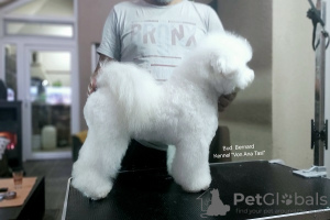 Photos supplémentaires: Bichon Frise (Curly Bichon) mâle supérieur