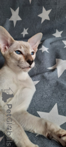 Photo №2 de l'annonce № 10406 de la vente oriental shorthair - acheter à Fédération de Russie éleveur