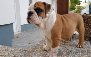 Photo №2 de l'annonce № 103480 de la vente bulldog anglais - acheter à Allemagne 