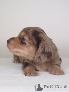 Photo №2 de l'annonce № 159638 de la vente teckel - acheter à Islande annonce privée