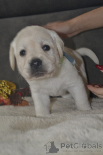 Photos supplémentaires: Labrador Retriever