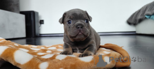 Photo №2 de l'annonce № 139145 de la vente bouledogue - acheter à Allemagne annonce privée