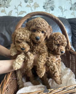 Photo №1. caniche (jouet) - à vendre en ville de Augustusburg | négocié | Annonce №172898