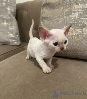Photo №1. devon rex - à vendre en ville de Baden | 350€ | Annonce № 169319