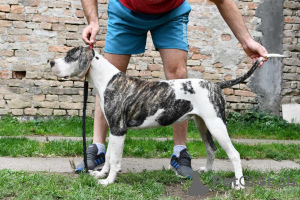 Photo №2 de l'annonce № 119398 de la vente bouledogue américain - acheter à Serbie annonce privée