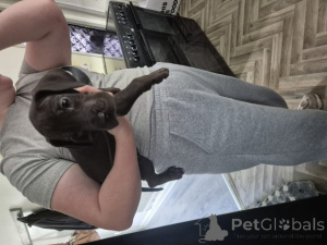 Photo №3. Deutsche Doggenwelpen... WhatsApp 44 7453 907158. Allemagne
