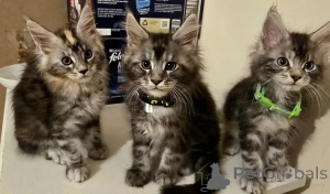 Photo №1. maine coon - à vendre en ville de Mannheim | 350€ | Annonce № 177572