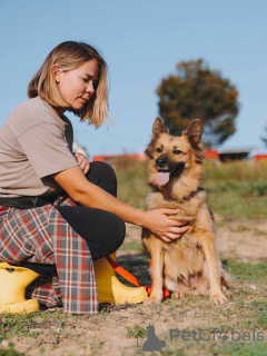 Photo №2 de l'annonce № 160731 de la vente chien bâtard - acheter à Fédération de Russie annonce privée