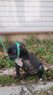 Photo №2 de l'annonce № 27811 de la vente american bully - acheter à Fédération de Russie éleveur