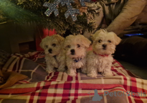 Photo №3. Chiots maltais de race pure. Pays Bas
