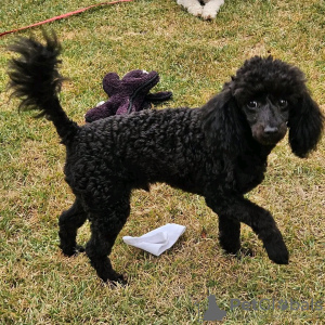 Photo №1. caniche (jouet) - à vendre en ville de Varsovie | Gratuit | Annonce №123070