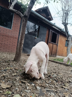 Photo №1. dogue argentin - à vendre en ville de Čelarevo | négocié | Annonce №126413