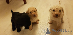 Photo №2 de l'annonce № 172867 de la vente caniche (jouet) - acheter à Belgique annonce privée