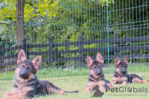 Photos supplémentaires: Chiots berger allemand